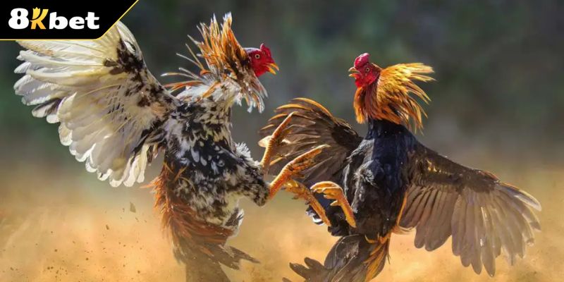 Giới thiệu khái quát về sảnh chơi AOG đá gà