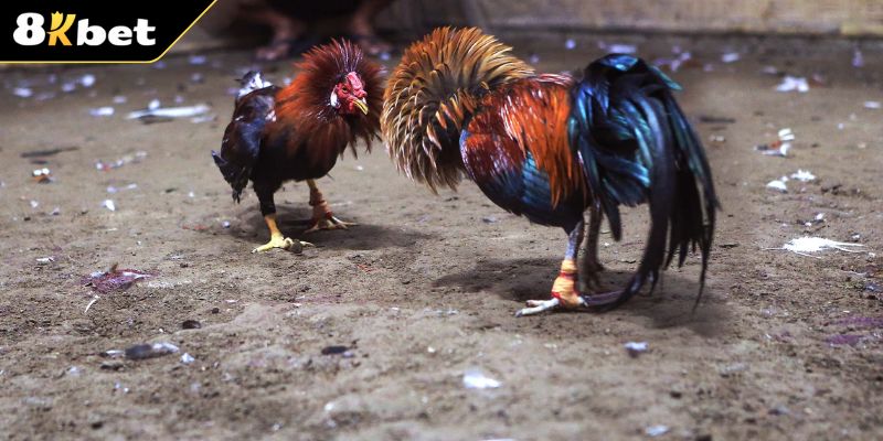 Lịch thi đấu dày đặc với trận đấu cực cuốn hút