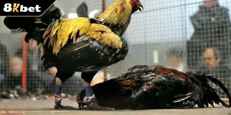 Những bí kíp hay để bắt kèo đá gà tại sảnh chơi nên áp dụng